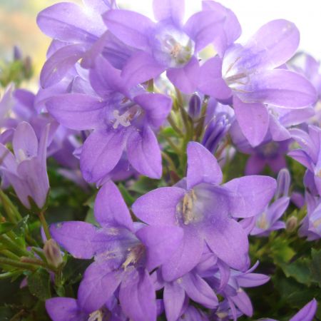 CAMPANULA